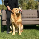 A happy dog sitting by its owner's side