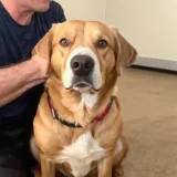 A loyal dog sitting by its owner's side