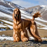 Afghan Hound Image